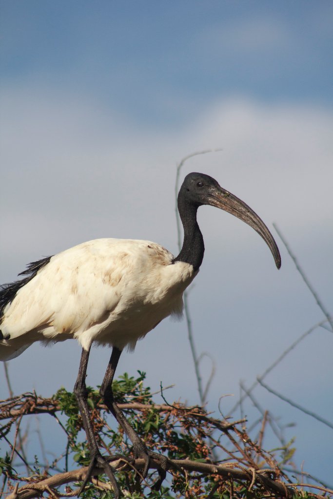 10-Ibis at Ziway Lake.jpg - Ibis at Ziway Lake